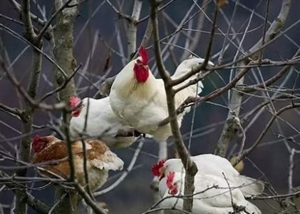 Madison County Chickens have come home to roost…