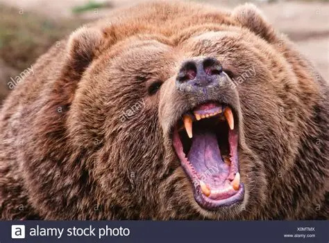 DESPERATION-Don’t ever poke a bear unless you want to get mauled…